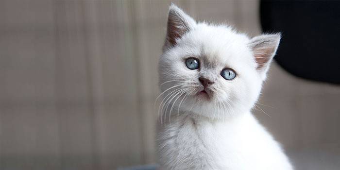 albino