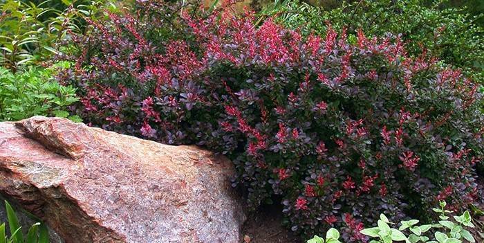 Onde plantar Barberry