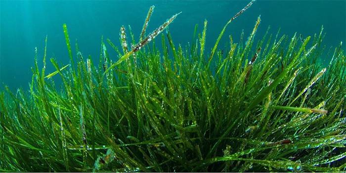 Algas Spirulina Saudáveis