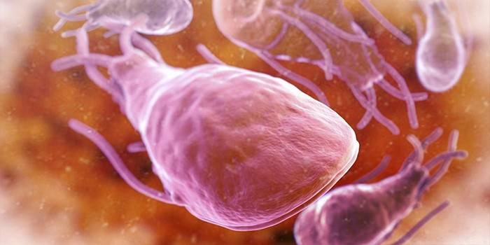 Giardia en adultos
