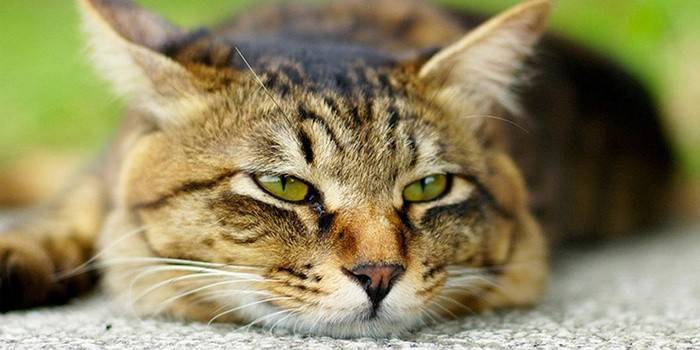 Gatto malato