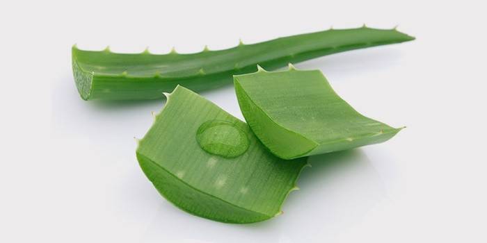 Folhas de aloe