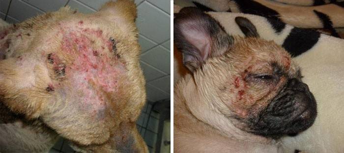 Artrópodes sob a pele de um animal de estimação