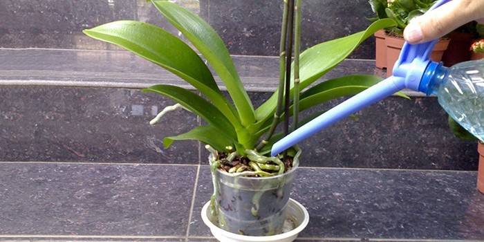 Regando uma planta de casa