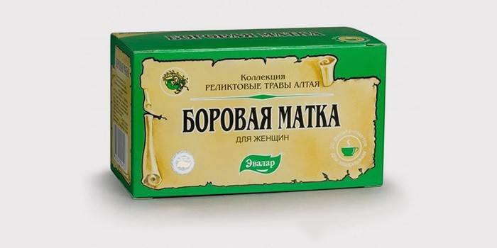Ľudový liek - maternica bóru