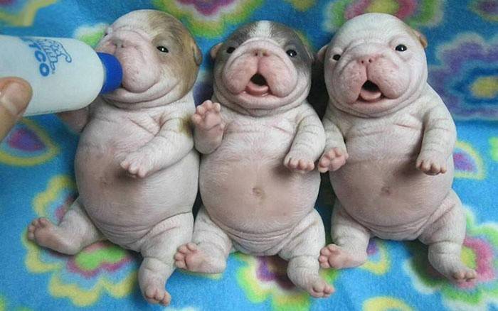 Cachorrinhos