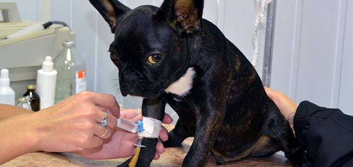 Veterinário dá cachorro um tiro