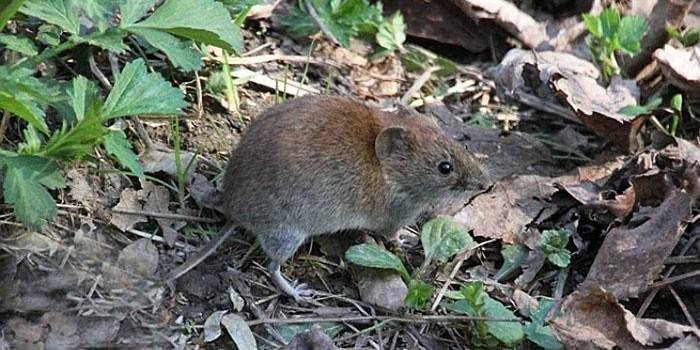 Simptomele febrei mouse-ului