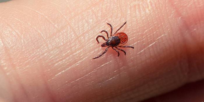Borreliosi da acari