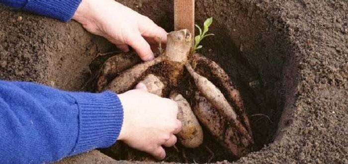 Plantando Dálias