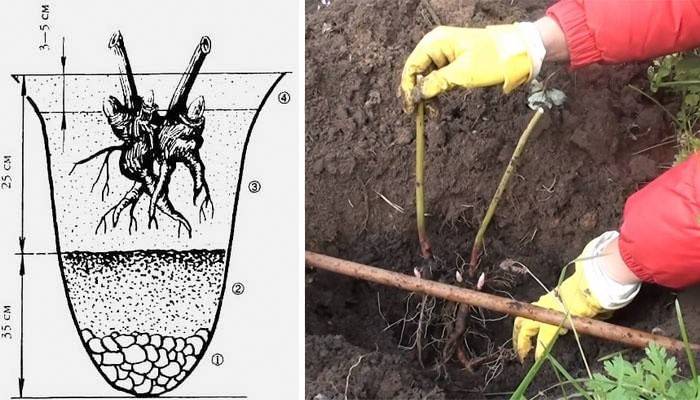 Узорак садње дрвећа божура