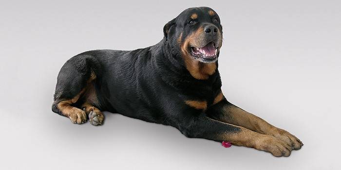 Rottweiler pentru adulți