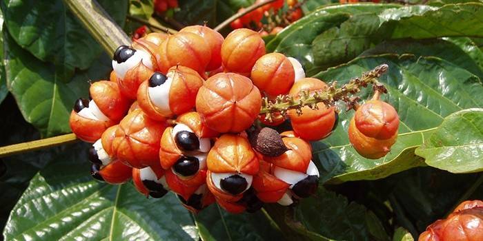 Brazīlijas amarāna