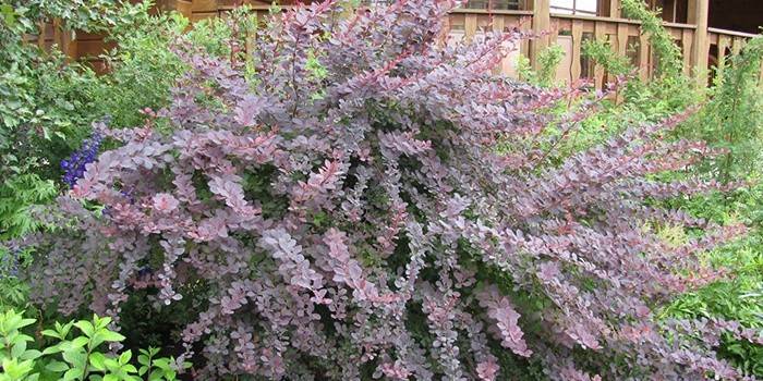 Barberry de Ottawa