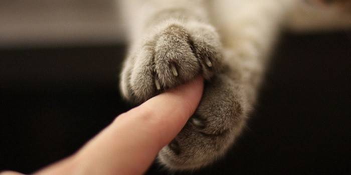 dita di gatto