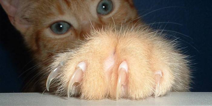 artigli di gatto sulle zampe anteriori