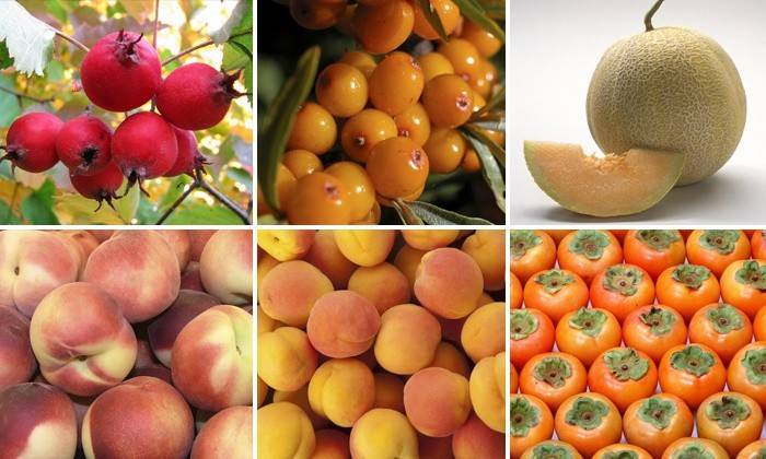 Quali alimenti contengono vitamina A