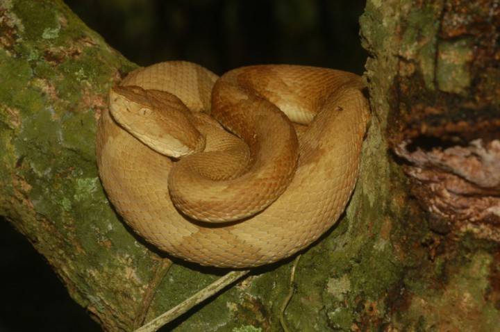 Snake on the island