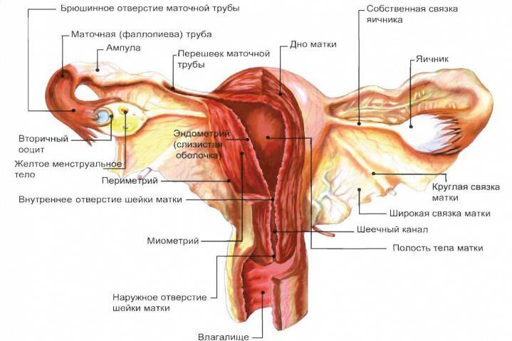 Che aspetto ha una cisti ovarica?