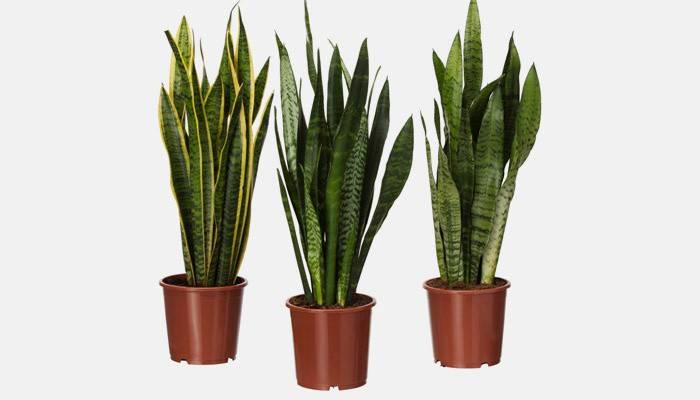 Sansevieria ביתי