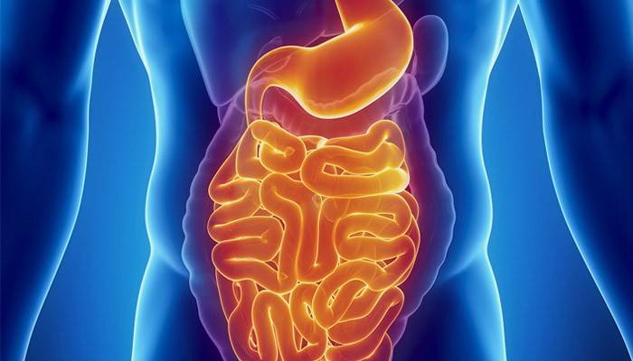 Cấu trúc của ruột người