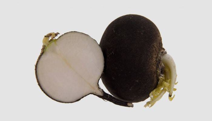 Čierna reďkovka