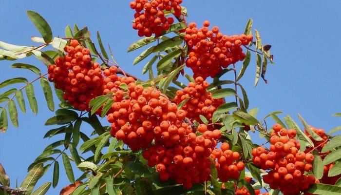 Cenere di montagna per il trattamento della tachicardia