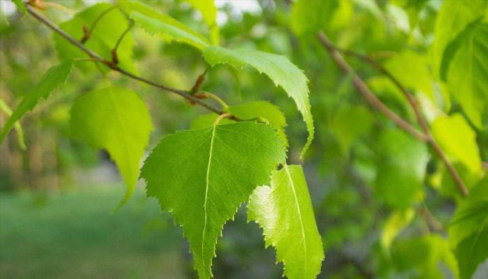 Huş ağacı yaprakları