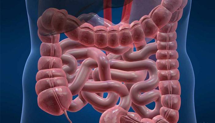 Structura organelor cavității abdominale a unei persoane