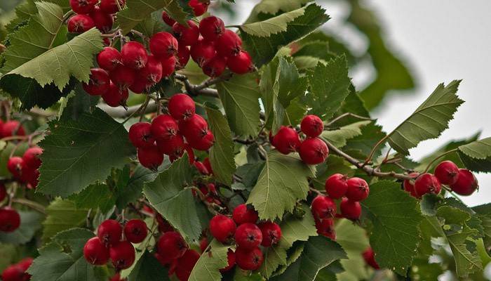 Chokeberry per il trattamento della tachicardia