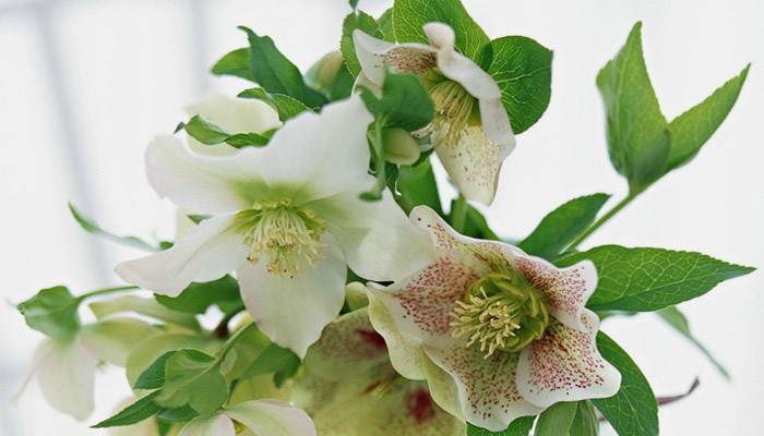 Kaukasisk hellebore for vekttap