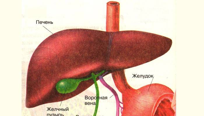La estructura del sistema digestivo humano.