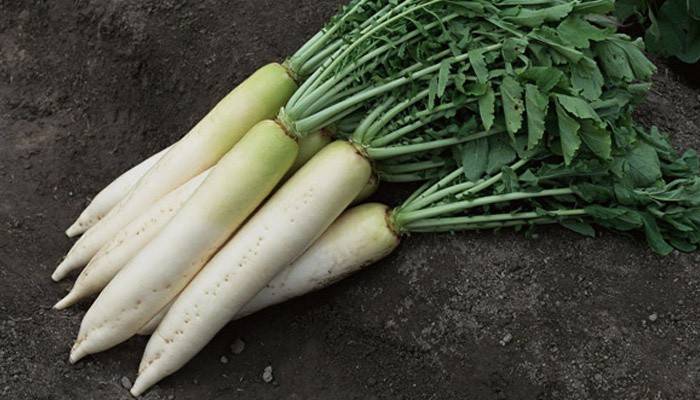 Koreňová odroda Daikon
