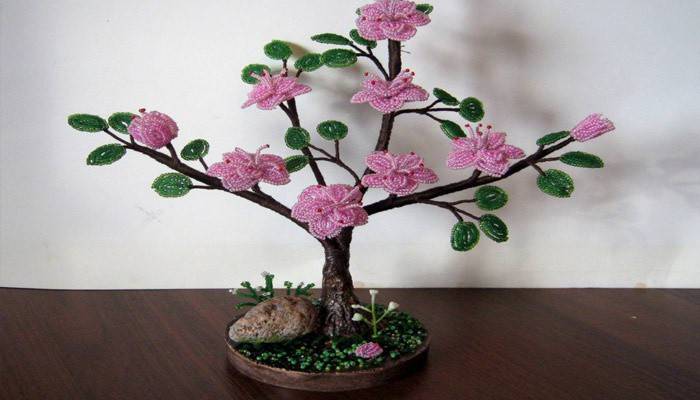 Magnolijas koks