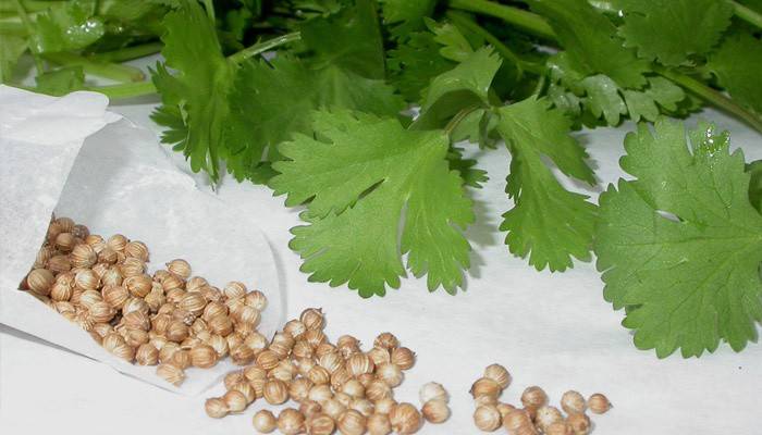Agrastai prostatos adenomos gydymui