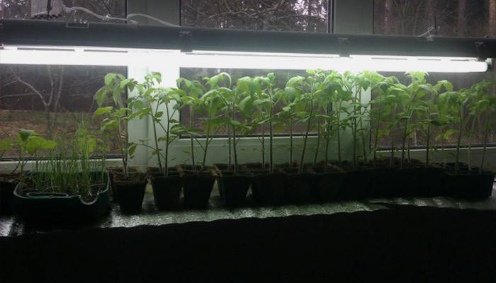 phytolamp DIY