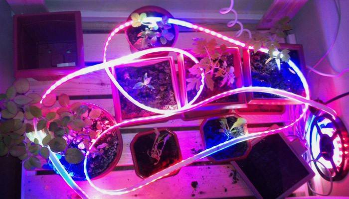 مصابيح LED للشتلات