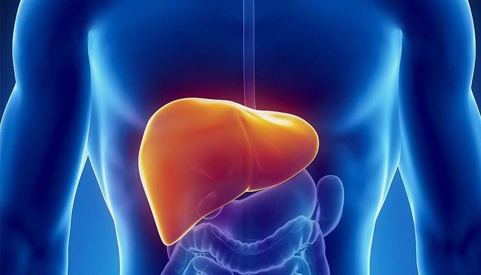 La posizione del fegato nel corpo umano