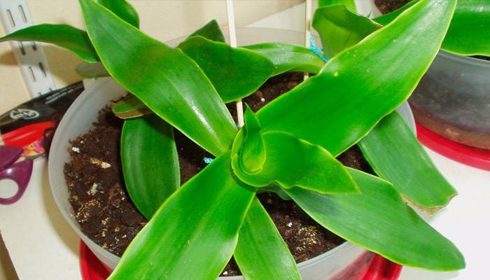Planta de bigode dourado