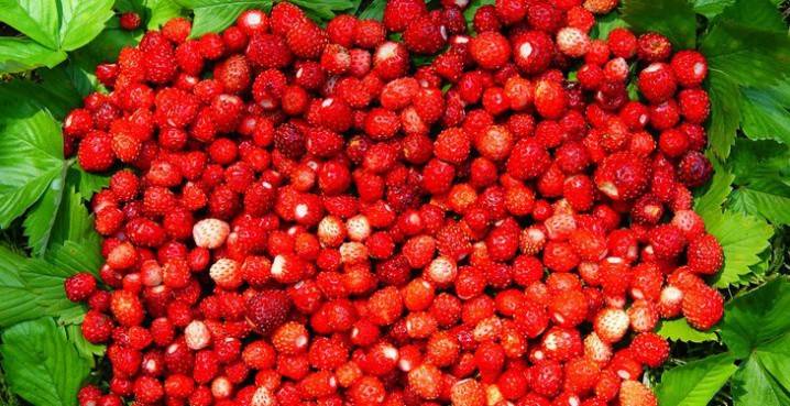 Wilde Beeren