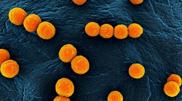 Bactérias Staph