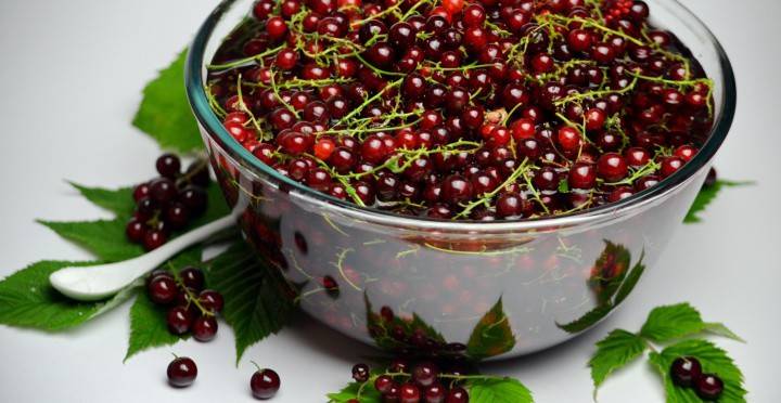 التوت الطازج