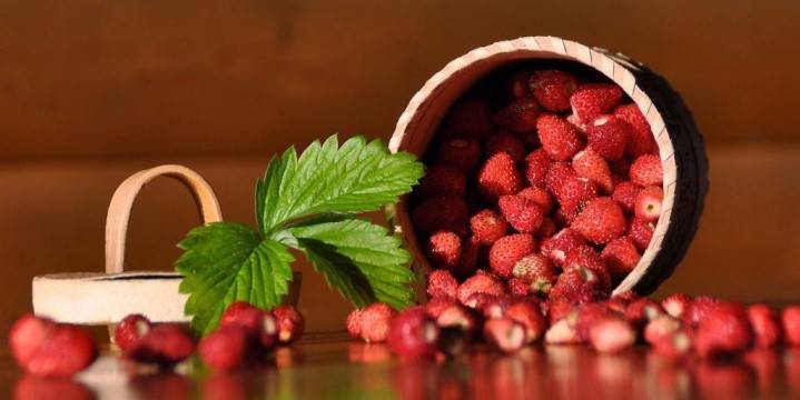Frische ernte