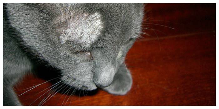 Gatto privato