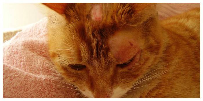 Che aspetto ha il lichene di gatto