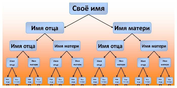 Šeimos medžio piešimo schema
