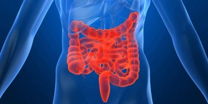 Intestinele umane
