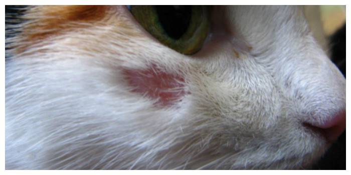 Privare un gatto sotto gli occhi