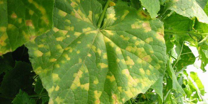 Comment traiter les maladies du concombre