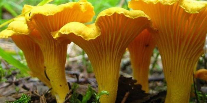 Donma chanterelles özellikleri